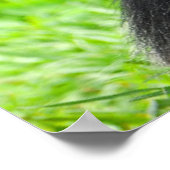 Niedliche Kleintiere | Zwei junge Schimpansen Poster (Ecke)