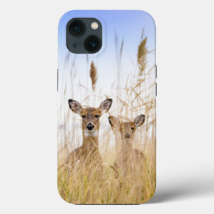 Niedliche Kleintiere   Zwei junge Weiße Schwänzer Case-Mate iPhone Hülle