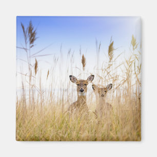 Niedliche Kleintiere   Zwei junge Weiße Schwänzer Magnet