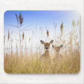 Niedliche Kleintiere | Zwei junge Weiße Schwänzer Mousepad (Vorne)