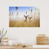 Niedliche Kleintiere | Zwei junge Weiße Schwänzer Poster (Küche)