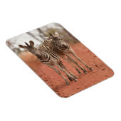 Niedliche Kleintiere | Zwei junge Zebras Magnet (Rechte Seite)