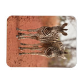 Niedliche Kleintiere | Zwei junge Zebras Magnet (Horizontal)