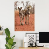 Niedliche Kleintiere | Zwei junge Zebras Poster (Heimbüro)
