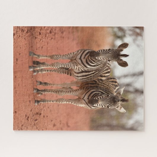 Niedliche Kleintiere | Zwei junge Zebras Puzzle (Horizontal)