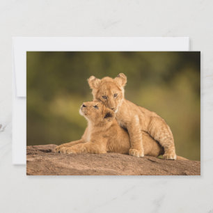 Niedliche Kleintiere Zwei Lion Cubs Dankeskarte
