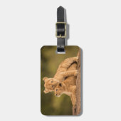 Niedliche Kleintiere | Zwei Lion Cubs Gepäckanhänger (Vorderseite vertikal)