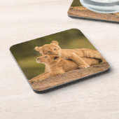 Niedliche Kleintiere | Zwei Lion Cubs Getränkeuntersetzer (Linke Seite)