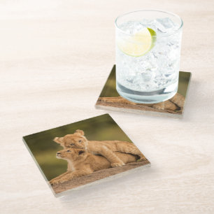 Niedliche Kleintiere   Zwei Lion Cubs Glasuntersetzer