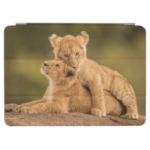 Niedliche Kleintiere   Zwei Lion Cubs iPad Air Hülle