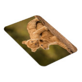 Niedliche Kleintiere | Zwei Lion Cubs Magnet (Rechte Seite)