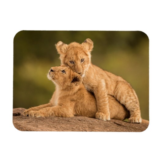 Niedliche Kleintiere | Zwei Lion Cubs Magnet (Horizontal)