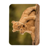 Niedliche Kleintiere | Zwei Lion Cubs Magnet (Vertikal)