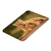 Niedliche Kleintiere | Zwei Lion Cubs Magnet (Linke Seite)