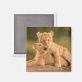 Niedliche Kleintiere | Zwei Lion Cubs Magnet (Vorderseite/Rückseite)