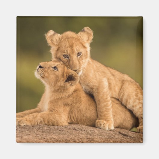 Niedliche Kleintiere | Zwei Lion Cubs Magnet (Vorne)