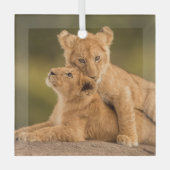 Niedliche Kleintiere | Zwei Lion Cubs Ornament Aus Glas (Vorderseite)