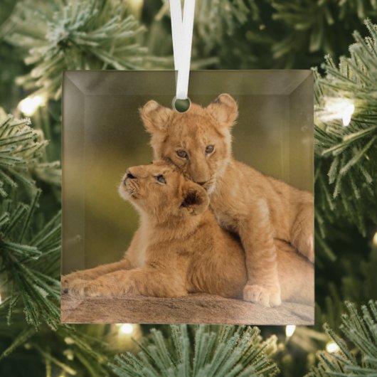Niedliche Kleintiere | Zwei Lion Cubs Ornament Aus Glas (Insitu)
