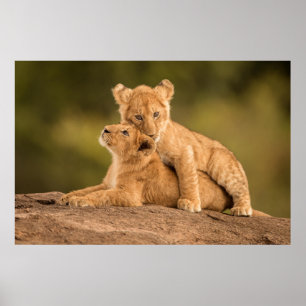 Niedliche Kleintiere   Zwei Lion Cubs Poster