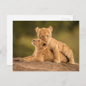 Niedliche Kleintiere | Zwei Lion Cubs Postkarte (Vorne/Hinten)