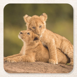 Niedliche Kleintiere   Zwei Lion Cubs Rechteckiger Pappuntersetzer
