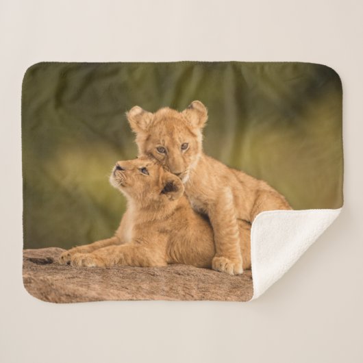 Niedliche Kleintiere | Zwei Lion Cubs Sherpadecke (Vorderseite (Horizontal))
