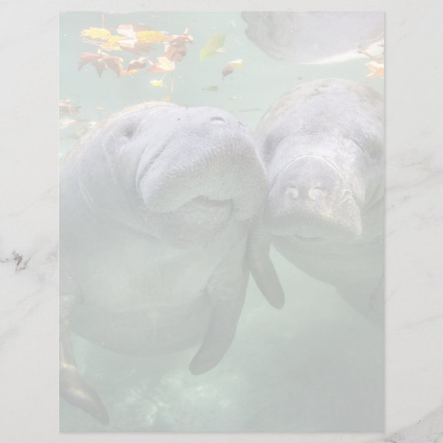 Niedliche Kleintiere | Zwei Manatees (Vorderseite)
