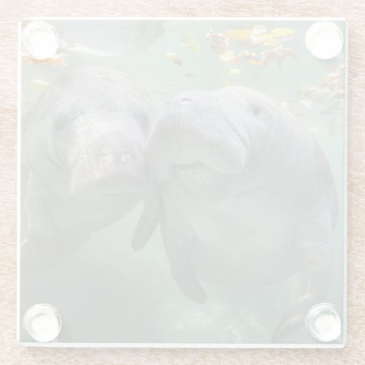 Niedliche Kleintiere | Zwei Manatees Glasuntersetzer (Rückseite)