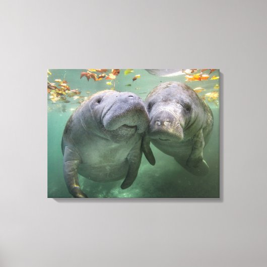 Niedliche Kleintiere | Zwei Manatees Leinwanddruck (Vorderseite)