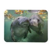 Niedliche Kleintiere | Zwei Manatees Magnet (Horizontal)