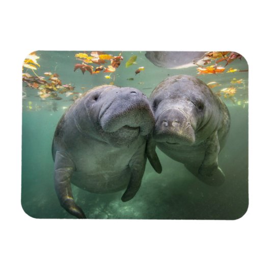 Niedliche Kleintiere | Zwei Manatees Magnet (Horizontal)