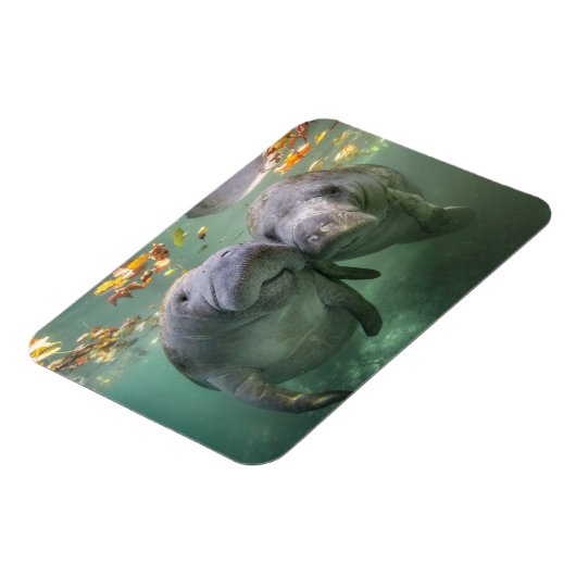 Niedliche Kleintiere | Zwei Manatees Magnet (Linke Seite)