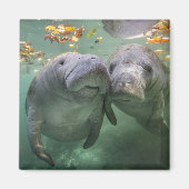 Niedliche Kleintiere | Zwei Manatees Magnet (Vorne)
