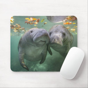 Niedliche Kleintiere   Zwei Manatees Mousepad