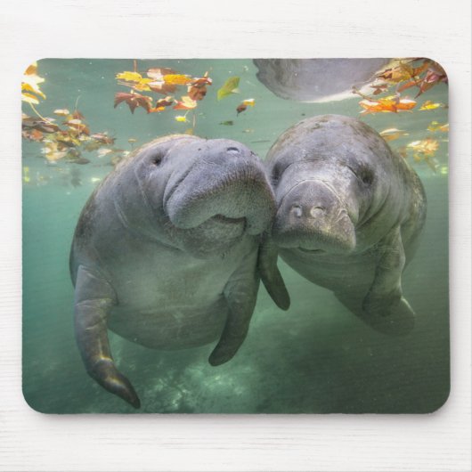 Niedliche Kleintiere | Zwei Manatees Mousepad (Vorne)