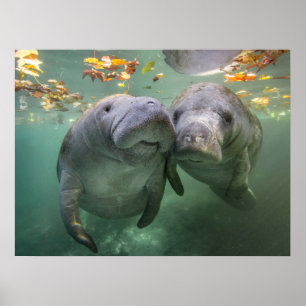 Niedliche Kleintiere Zwei Manatees Poster