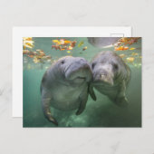 Niedliche Kleintiere | Zwei Manatees Postkarte (Vorne/Hinten)