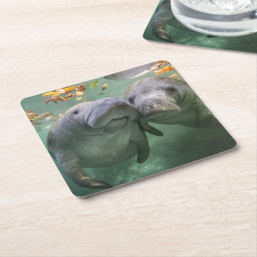 Niedliche Kleintiere | Zwei Manatees Rechteckiger Pappuntersetzer (angewinkelt)
