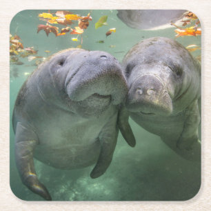 Niedliche Kleintiere   Zwei Manatees Rechteckiger Pappuntersetzer