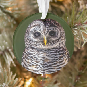 Niedliche Kleintiere   Zwerghuhn Ornament