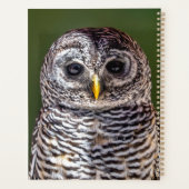 Niedliche Kleintiere | Zwerghuhn Planer (Rückseite)