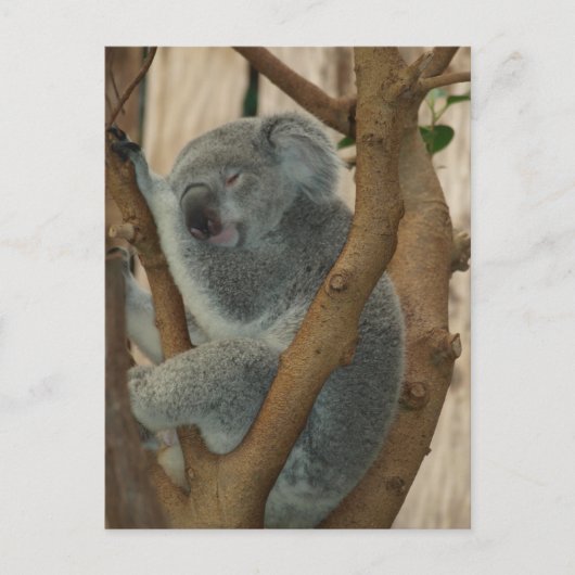 Niedliche Koala Bärenübernachtung Postkarte (Vorderseite)