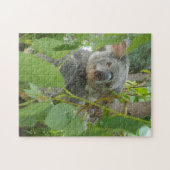 Niedliche Koala Bear Baby Australien Fotografie Puzzle (Horizontal)
