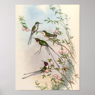 Niedliche Kolibris mit rosa Blumen von John Gould Poster