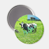 Niedliche Kuh auf dem Zuchtmagnet Magnet (Vorderseite/Rückseite)