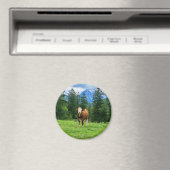 Niedliche Kuh auf der Weide, Fotografie Magnet (In Situ (Geschirrspüler))