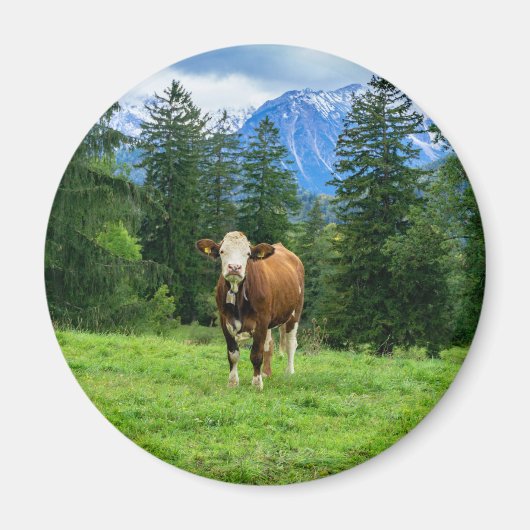 Niedliche Kuh auf der Weide, Fotografie Magnet (Vorne)