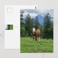 Niedliche Kuh in Allgaeu - Bayern, Deutschland