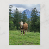Niedliche Kuh in Allgaeu - Bayern, Deutschland Postkarte (Vorderseite)
