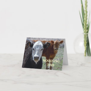 Niedliche Kühe - Änderung der Anschrift des Wester Ankündigung